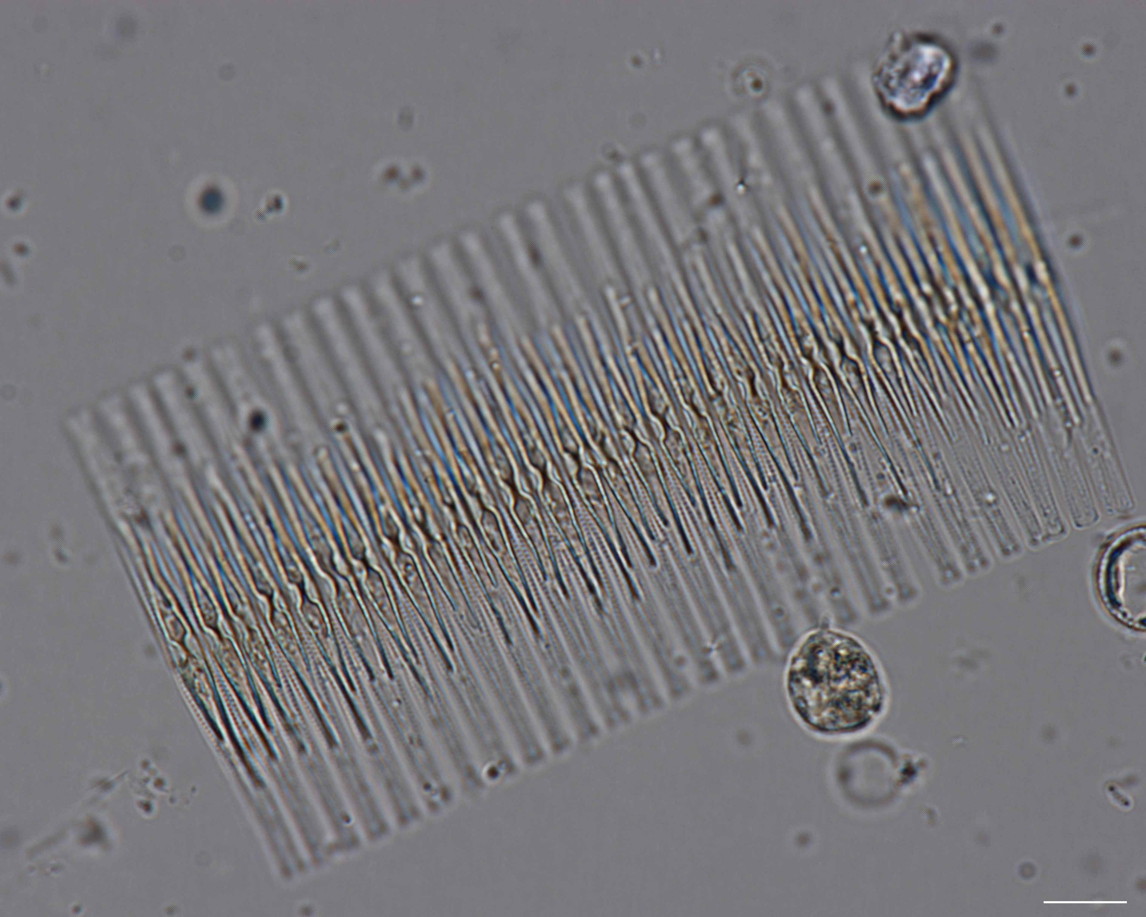 Dictyocha speculum